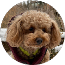 Profile photo of Sean Macklyn