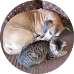 Profile photo of Lisa VanPelt