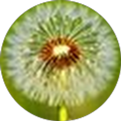 Profile photo of Staci Mickelson