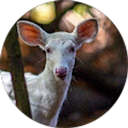 Profile photo of Kristen