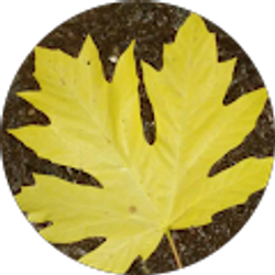 Profile photo of Katherine Iosif