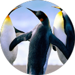 Profile photo of Toni Steinwand