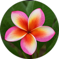 Profile photo of Hawaii Peach