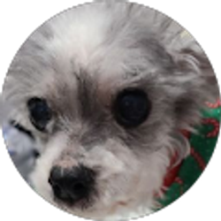 Profile photo of Koya Mar