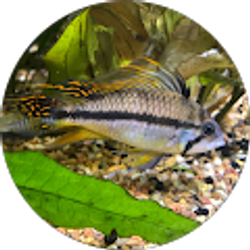 Profile photo of Carlos Nieves