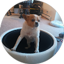 Profile photo of Stacey Santorio