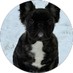 Profile photo of Geno Penny