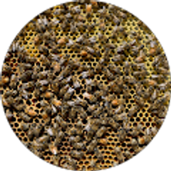 Profile photo of Rena Brown