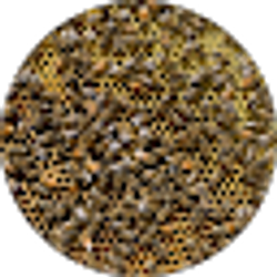 Profile photo of Rena Brown