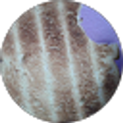 Profile photo of the Toasted