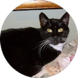 Profile photo of Rolando Pinillos