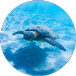 Profile photo of Dorothy Palmer