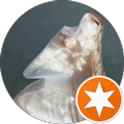 Profile photo of RockwolfX