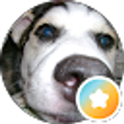 Profile photo of Dana Floro