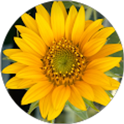 Profile photo of Lisa Milecki