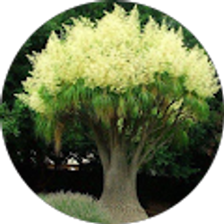 Profile photo of Pattie Turtle