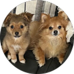 Profile photo of SanDee Stevens