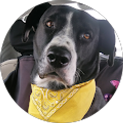 Profile photo of Nicholas Swickard