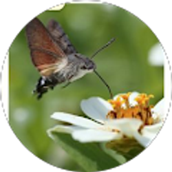 Profile photo of Brenda Ann Bouchereau