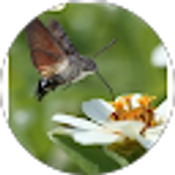 Profile photo of Brenda Ann Bouchereau