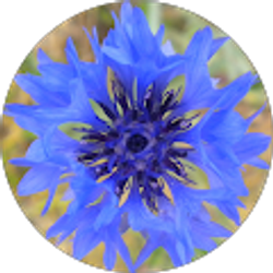 Profile photo of MC Brunner