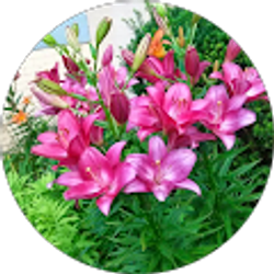 Profile photo of Luz Tristancho