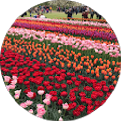 Profile photo of kim joy