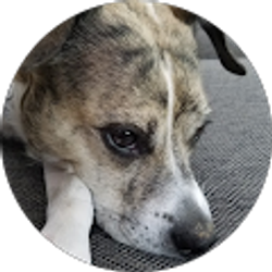 Profile photo of Michael Klee