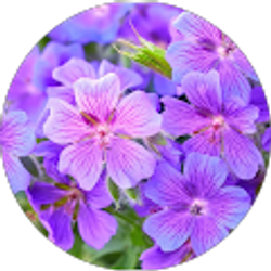 Profile photo of Ashley Smith