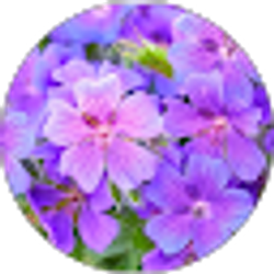 Profile photo of Ashley Smith