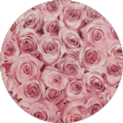 Profile photo of Diane Andrade