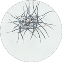 Profile photo of Alexander Suarez