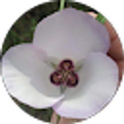 Profile photo of Terasa Papa