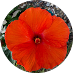 Profile photo of Dawn Fisher