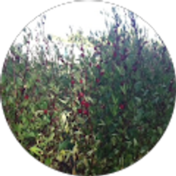 Profile photo of Kap Thang