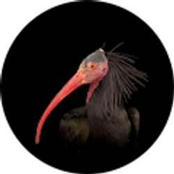 Profile photo of WILLTILL11