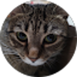 Profile photo of fox foxy