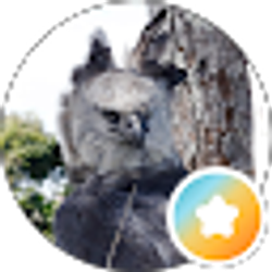 Profile photo of Your Harpy Eagle