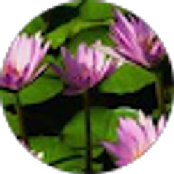 Profile photo of Sheree Strid
