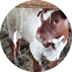 Profile photo of Larry Jenkins