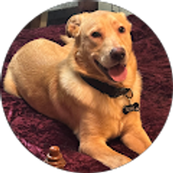 Profile photo of Ravenousragdoll