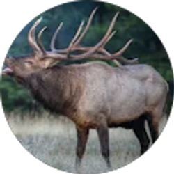 Profile photo of Chris Tarricone