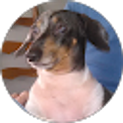 Profile photo of Di Lewis
