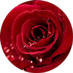 Profile photo of Lakeshia Simon