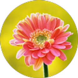 Profile photo of Tyler Brewer