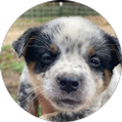 Profile photo of Jpereira