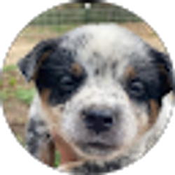 Profile photo of Jpereira