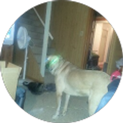 Profile photo of Sandra Tolley