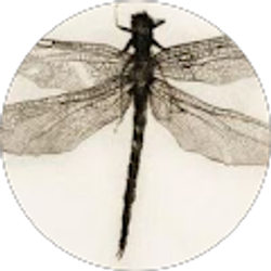 Profile photo of Jo Davis