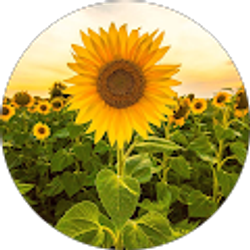 Profile photo of Ktell T